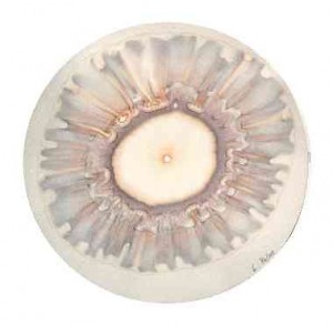 Nordisk Forskningsring för Biodynamisk Odling